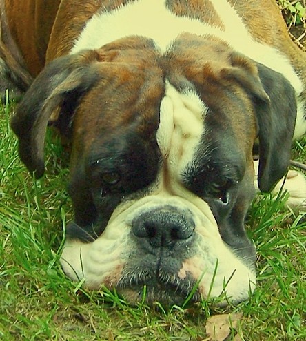 Boxer beim relaxen