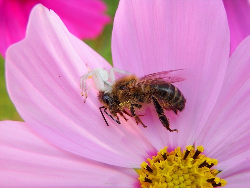 Abeille et araignée