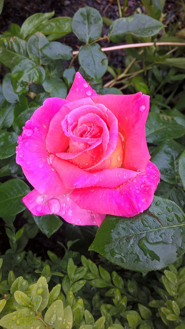 Rose im Regen