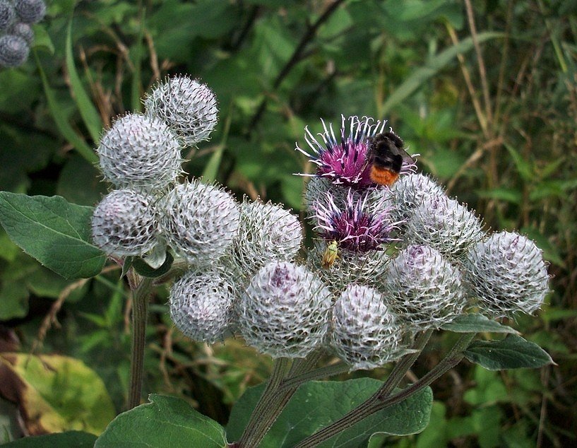 Hummel in Distelblüten