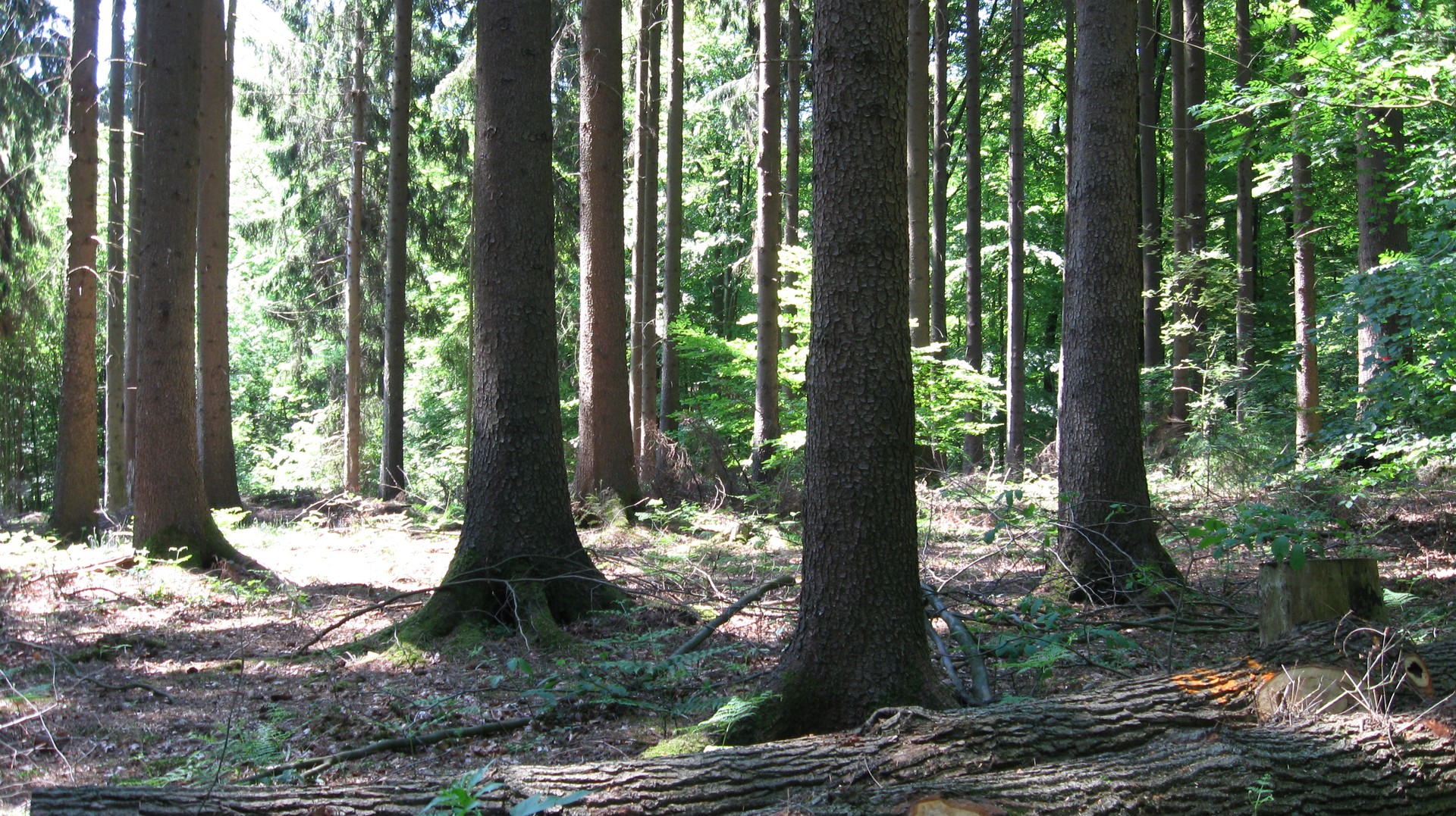 Waldblick