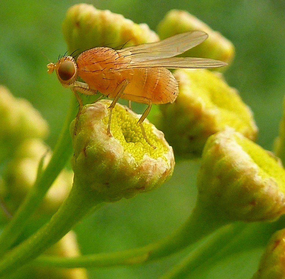 Gelbe Fliege auf Rainfarn