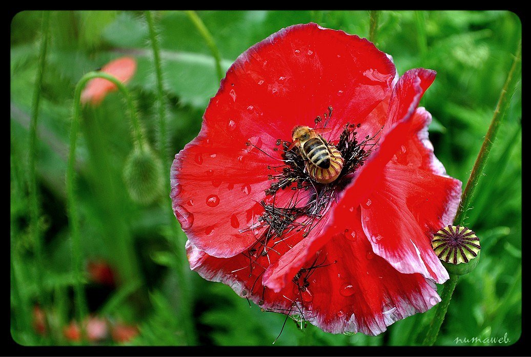 Coquelicot nettoyé...