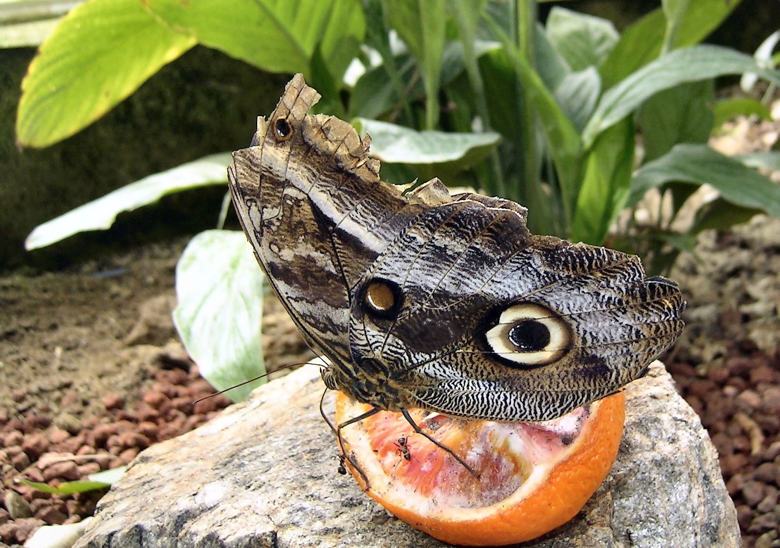 Schmetterling