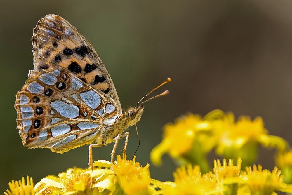 Kleiner Perlmutfalter (Argynnis lathonia)