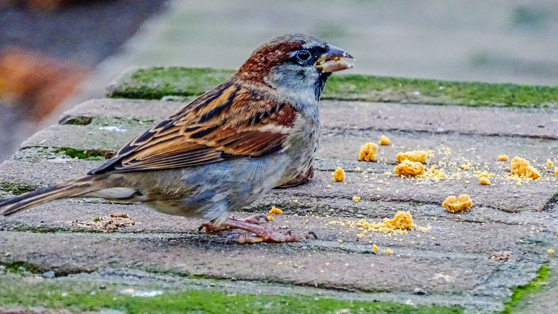 Sparrow - Sperling - Passer domesticus