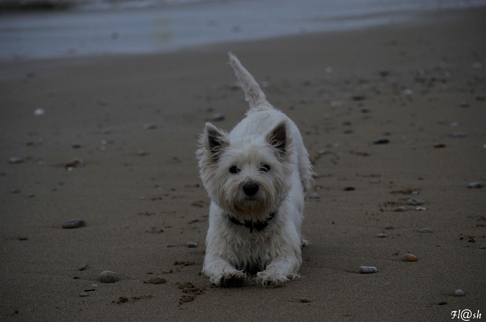 Réglisse The westie