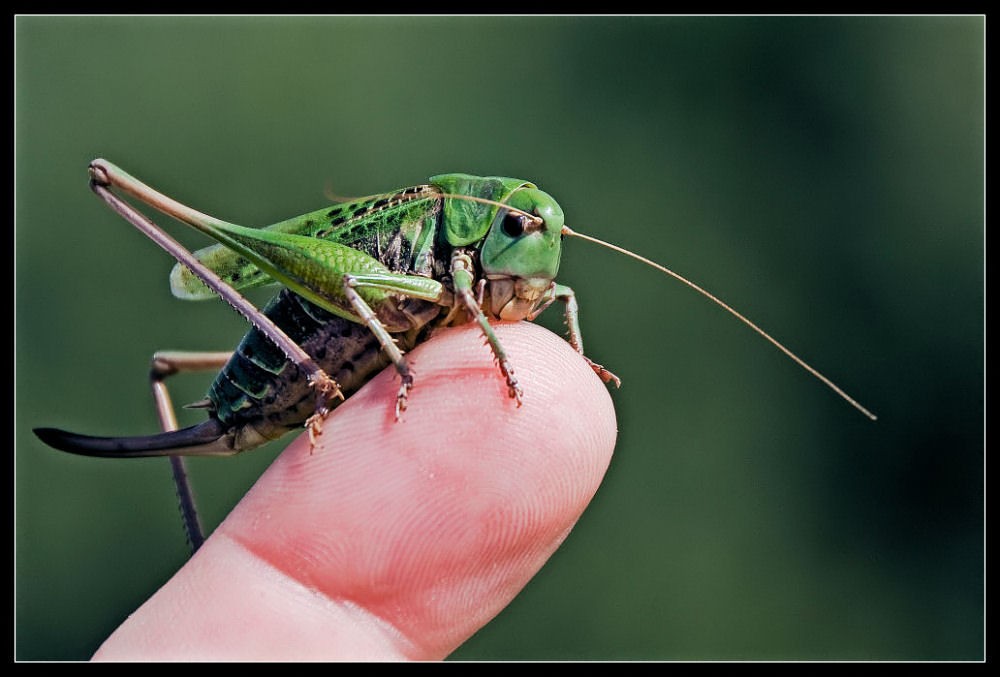 Warzenbeißer (Decticus verrucivorus)