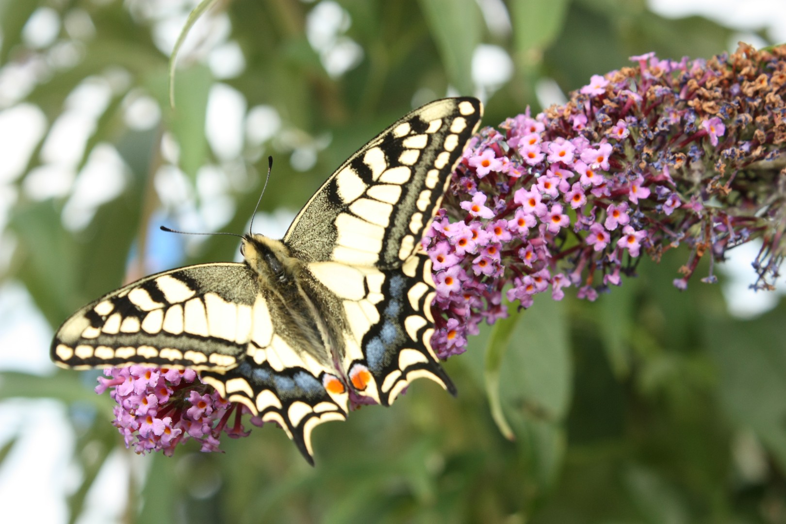 Swallow Tail