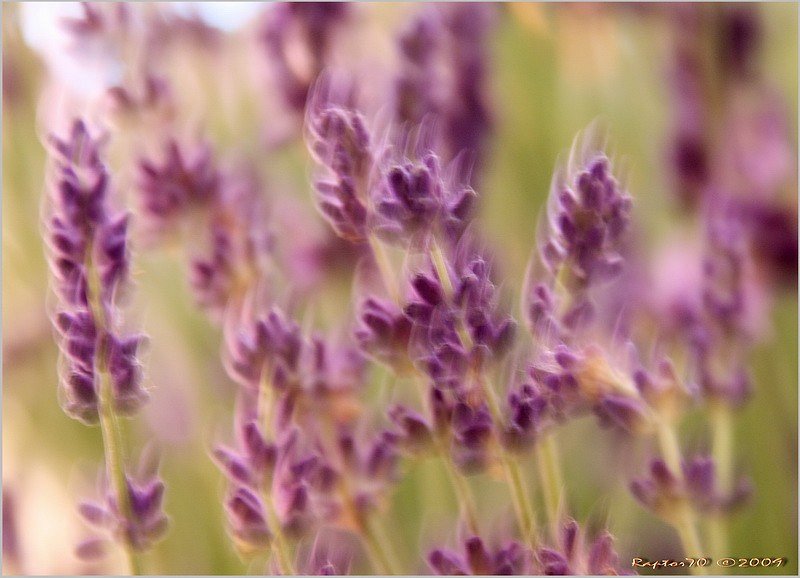 Lavendel angustifolia