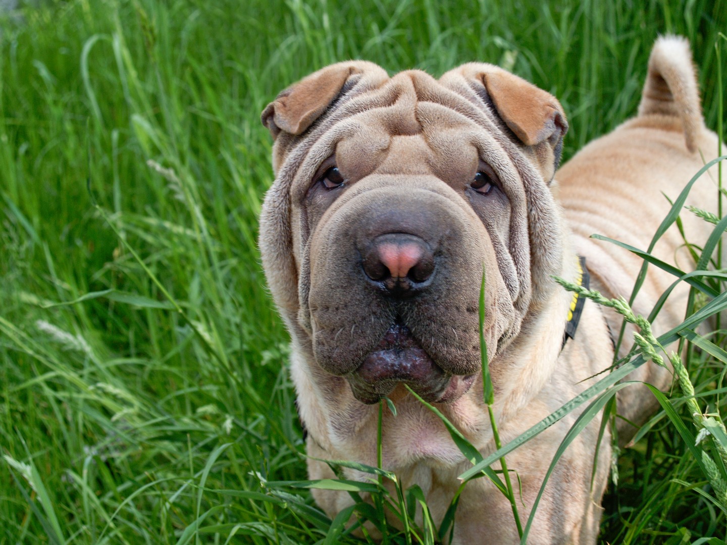 shar pei