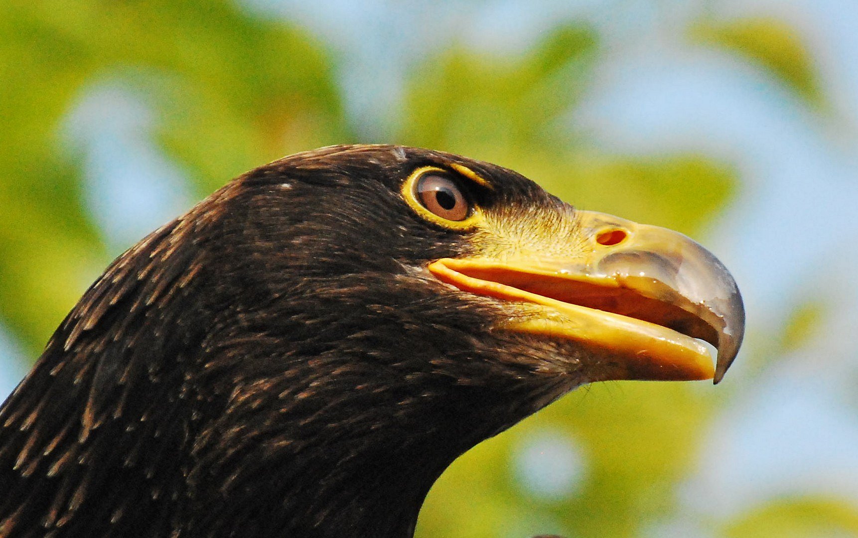 Mooie vogel