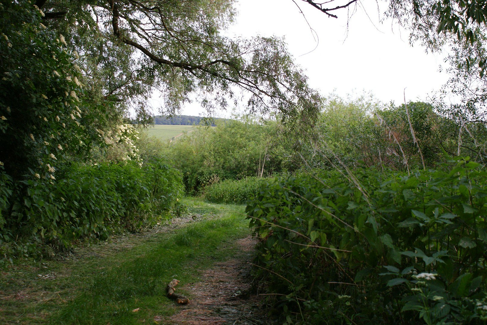 Waldweg