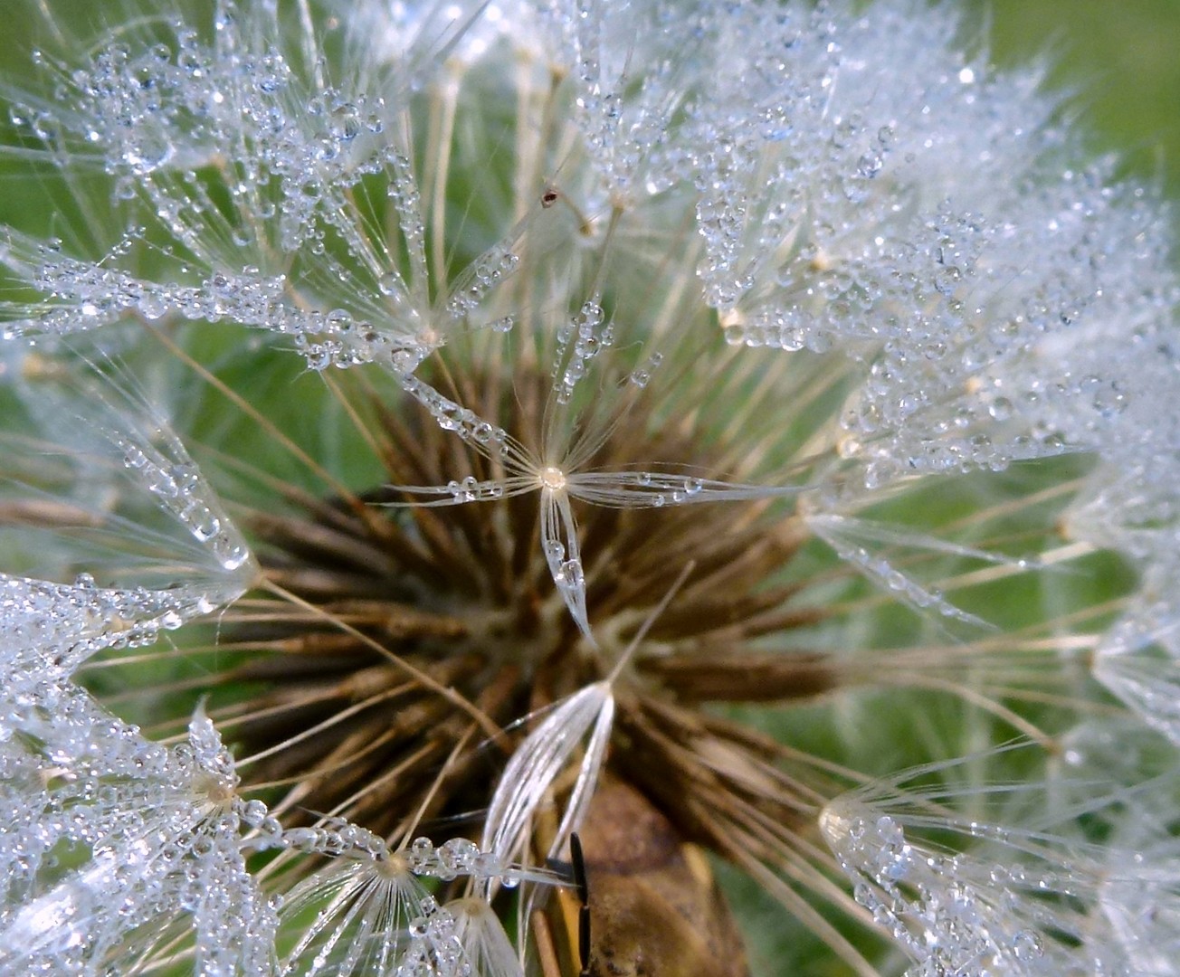 Pusteblume....