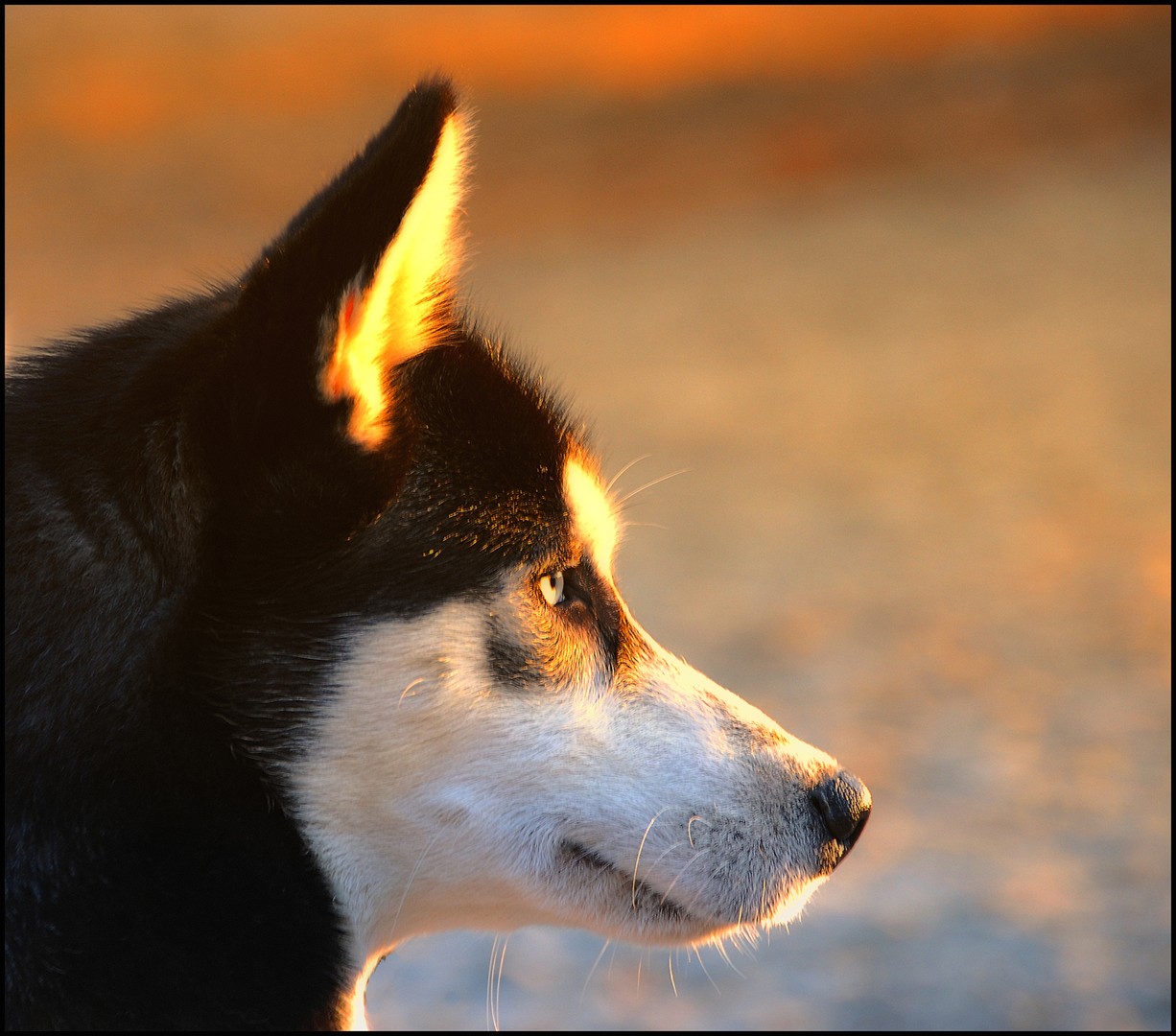 Siberian Husky