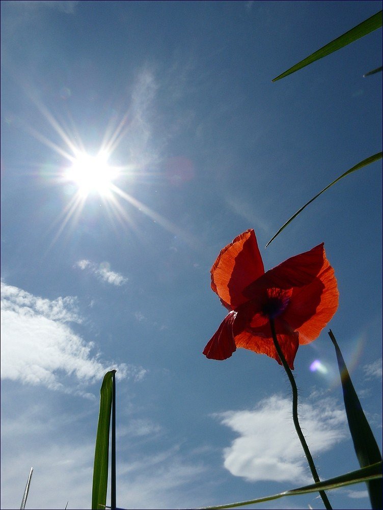 Und noch ein Mohn-Blümelein