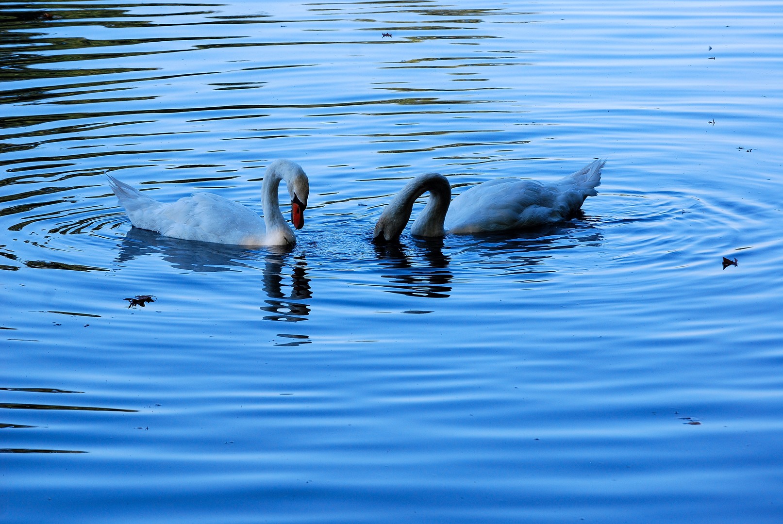 Cygnes.