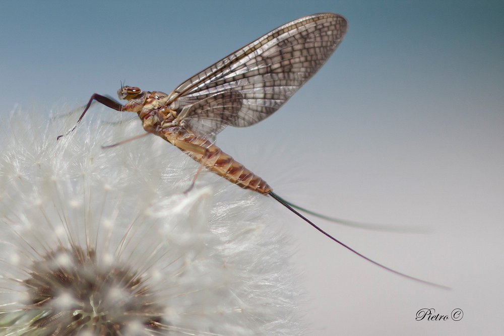 ecdyonurus-venosus-femmina