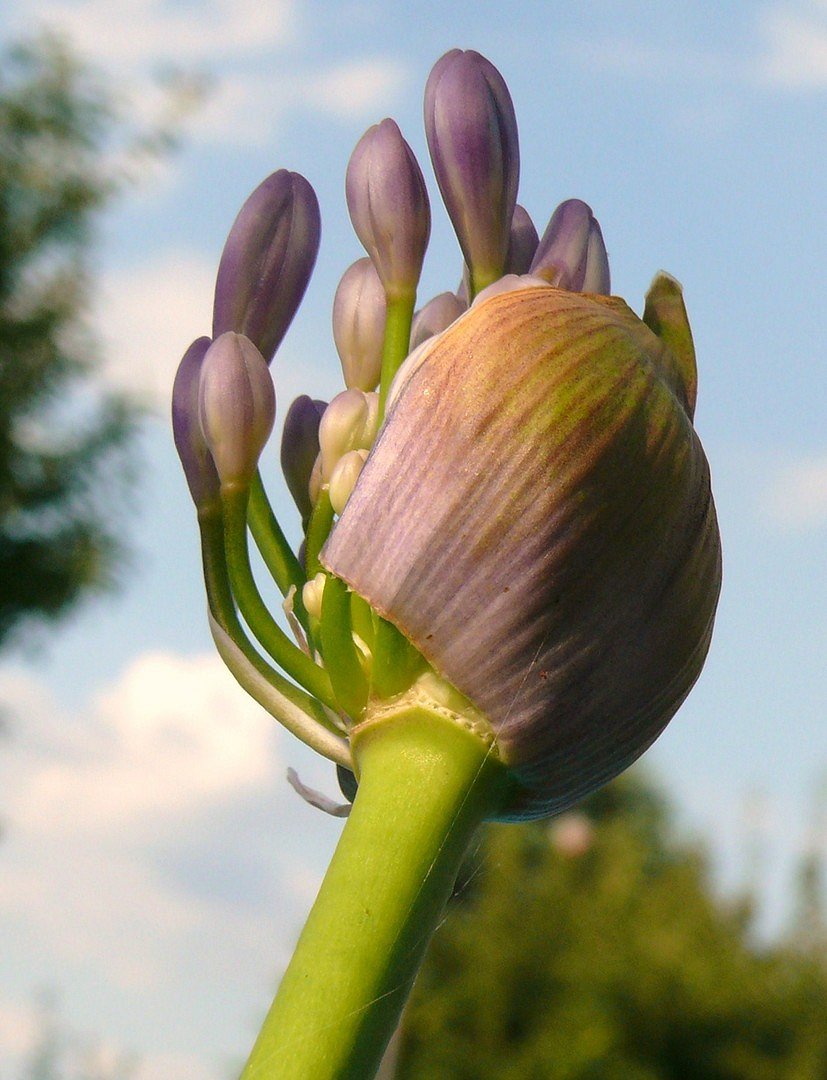 Knospe des Aggapanthus