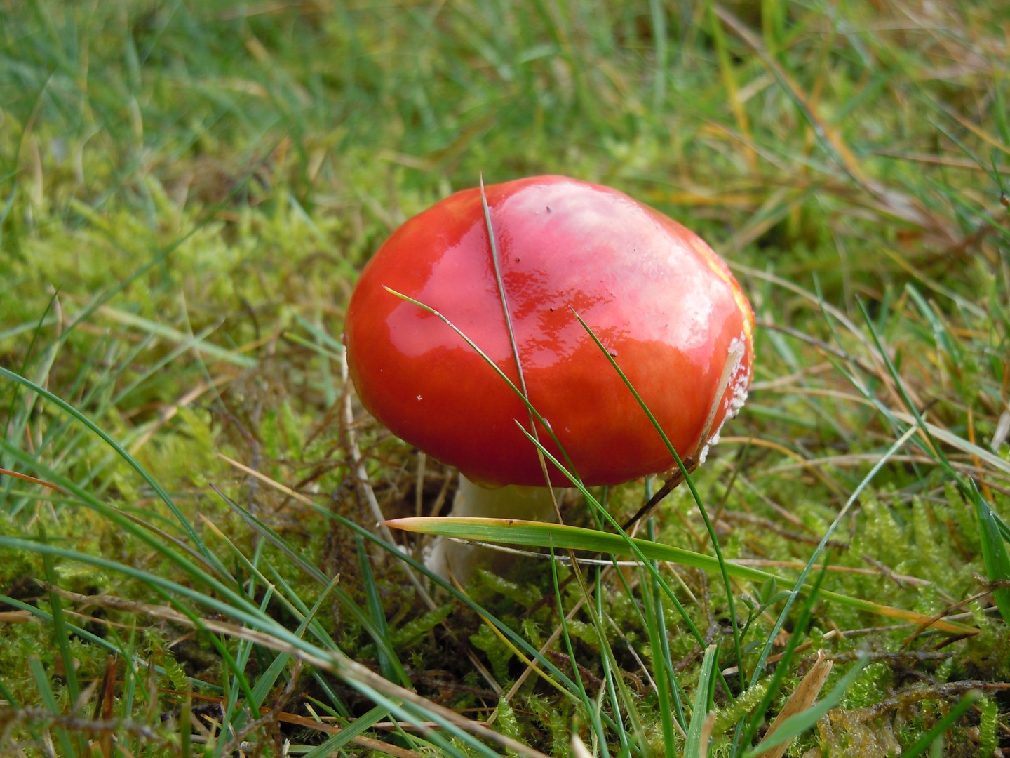 red mushroom from Willingen ;)