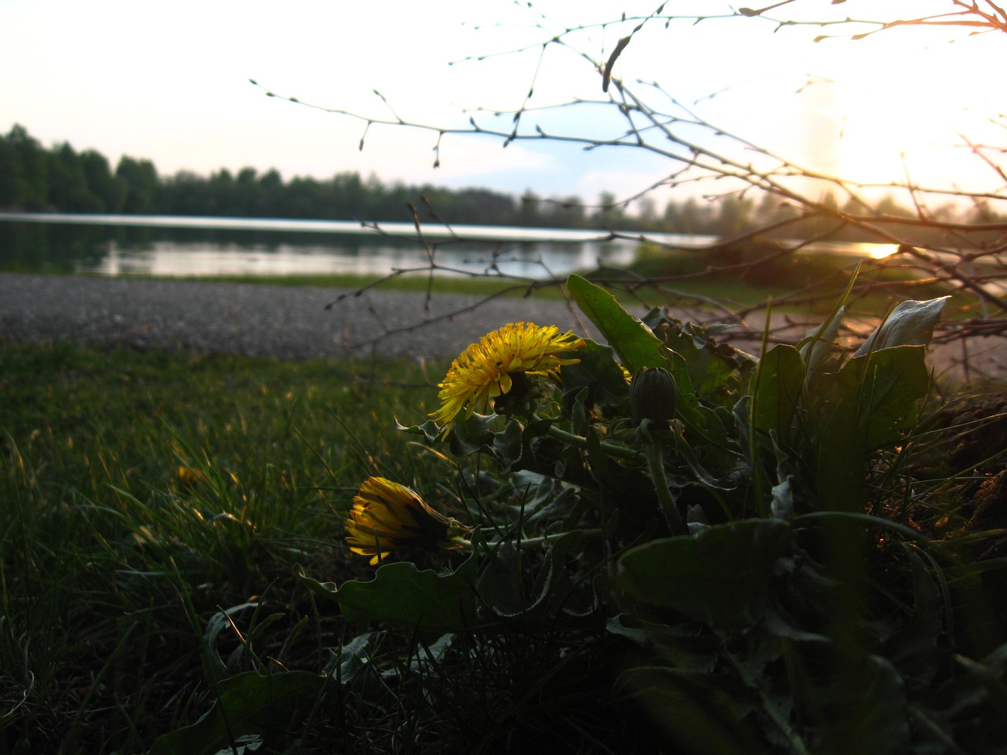 Löwenzahn bei Sonneuntergang