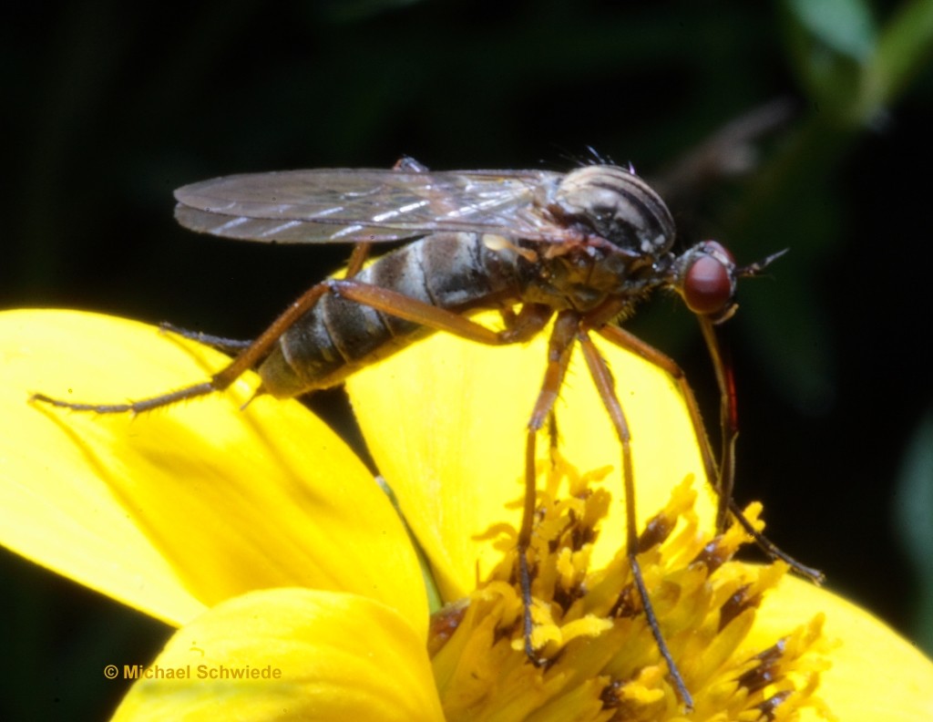 Insekten-Nahaufnahme 4