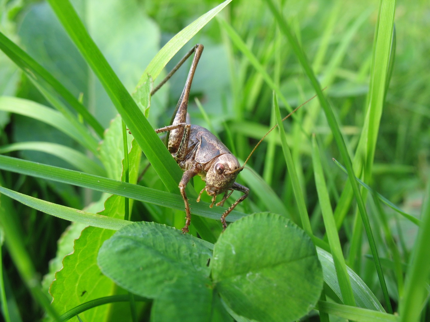 Die schreckliche Schrecke