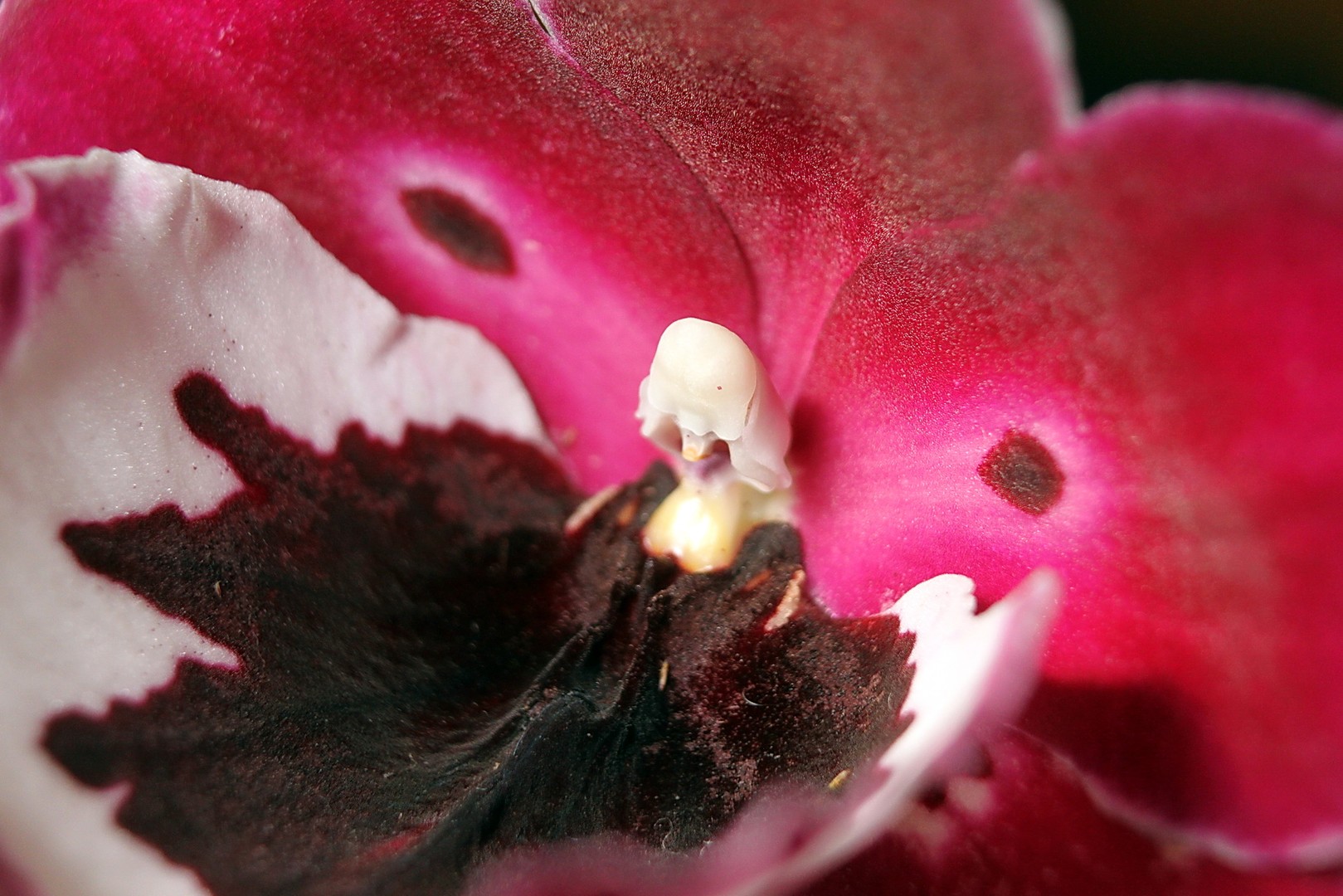 in der Tiefe der Blüte