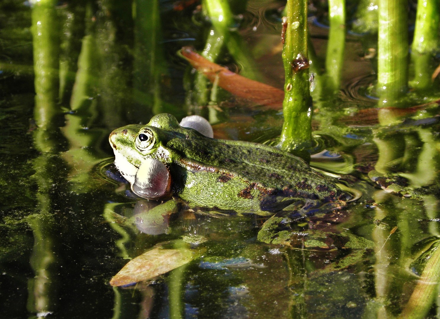 Aufgeblasener Frosch