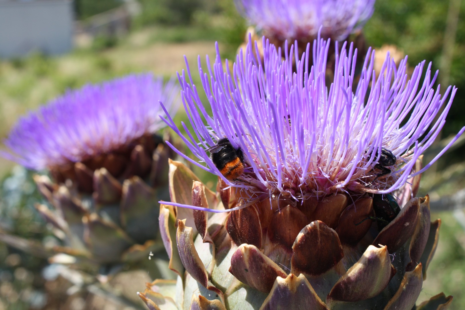 Insects on a plant