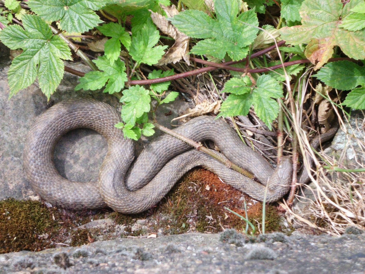 Schlafende Würfelnatter