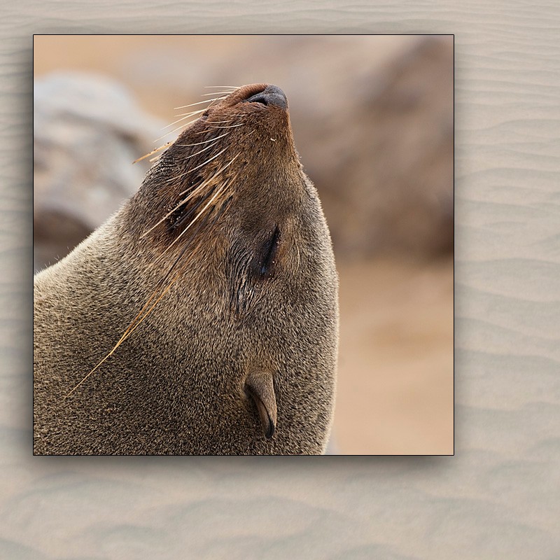 cape cross namibia..