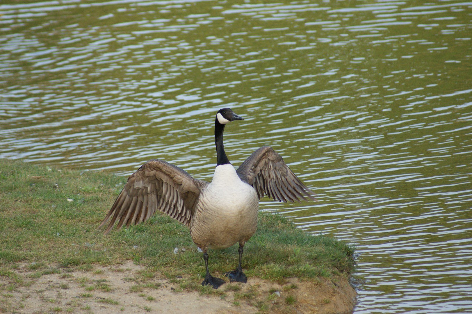 T'as vu j'ai des ailes moi!!!