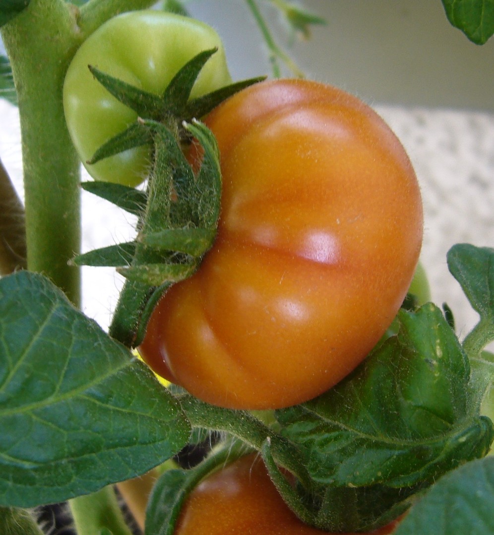 Makro-Balkontomaten