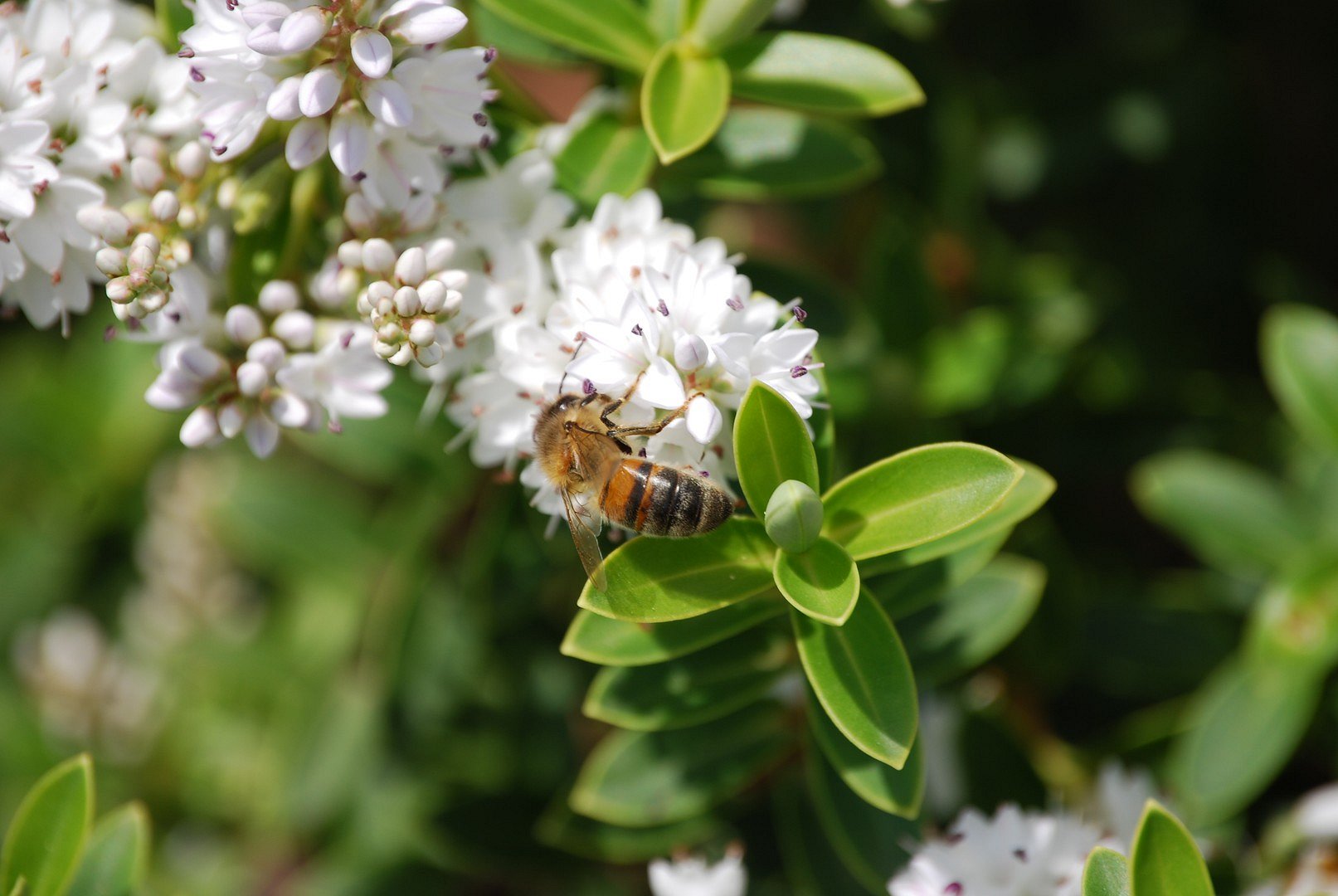 Abeille butinant.