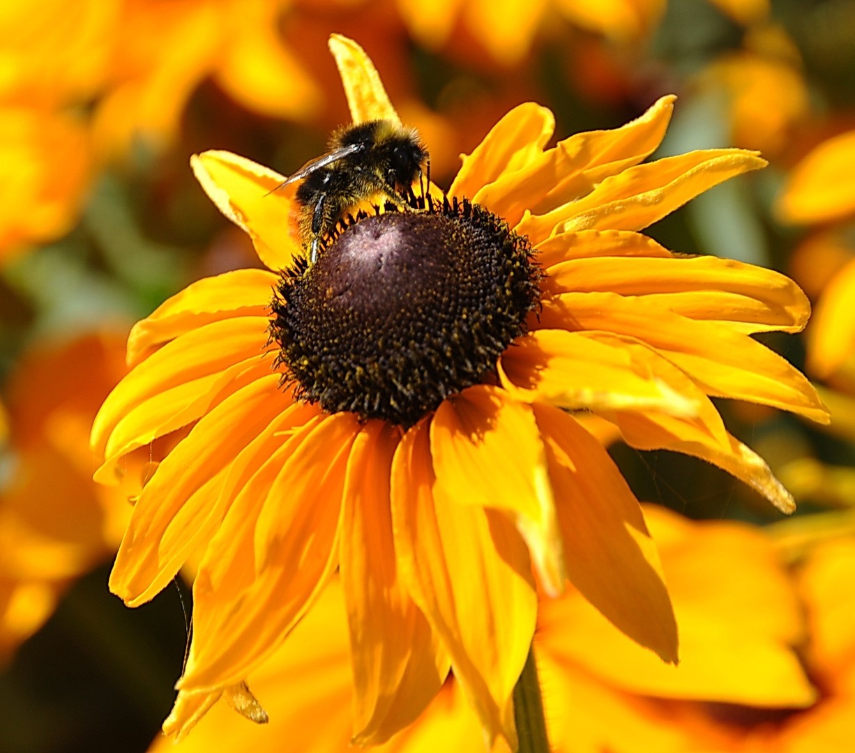 Blüte und Hummel