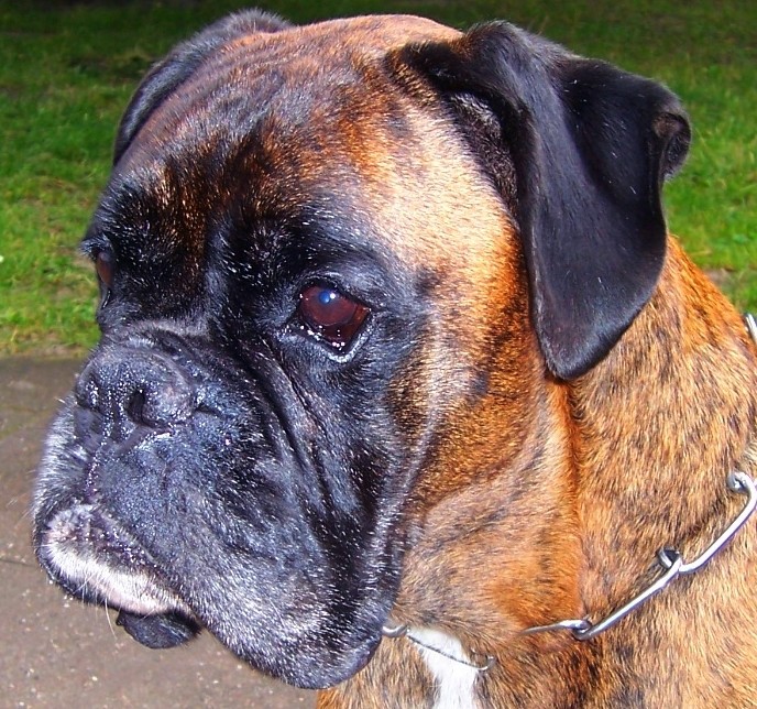 Boxerkopfaufnahme eines Boxerveteranen