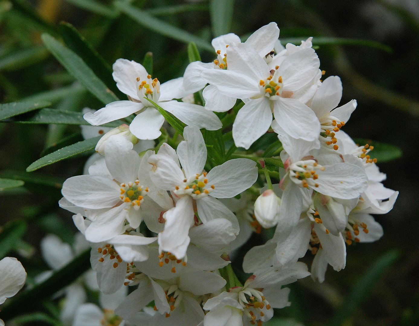 Bouquet blanc