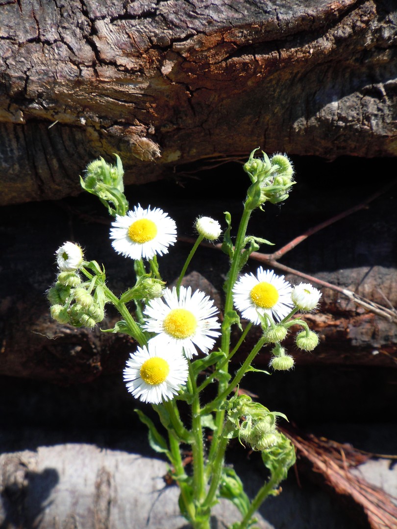 fiore selvatico