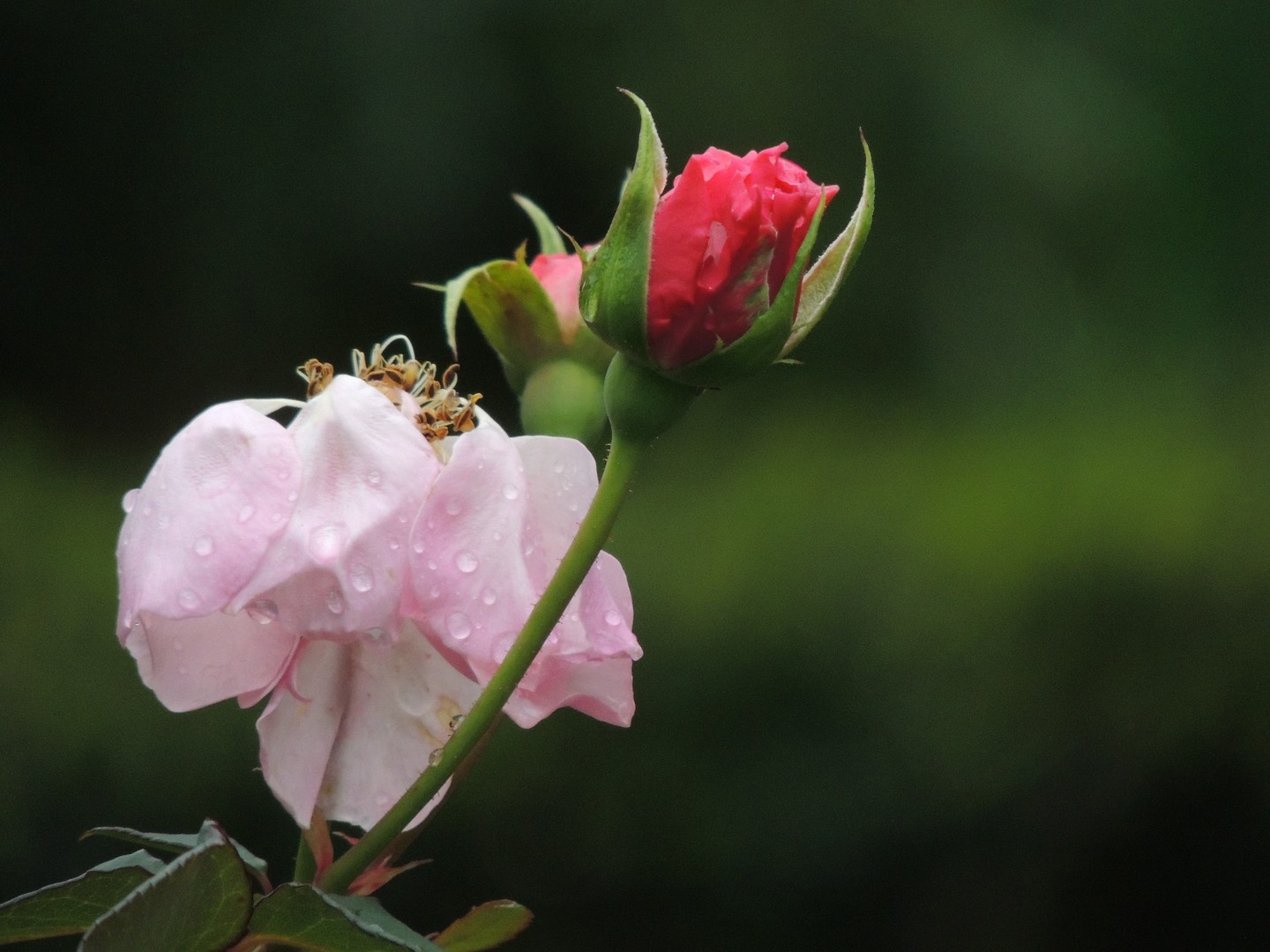 Blume im Abendlicht