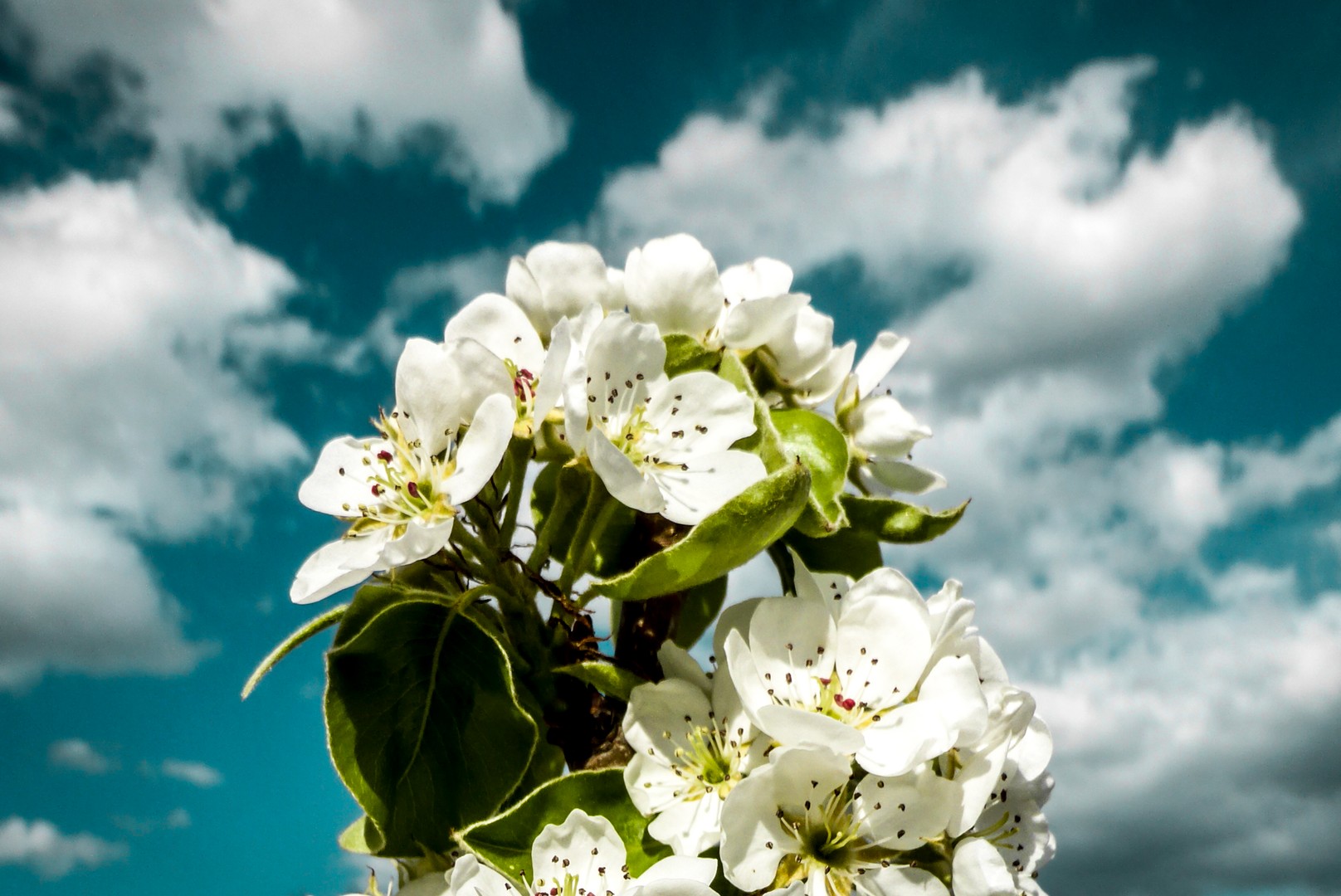 Birnenblüte