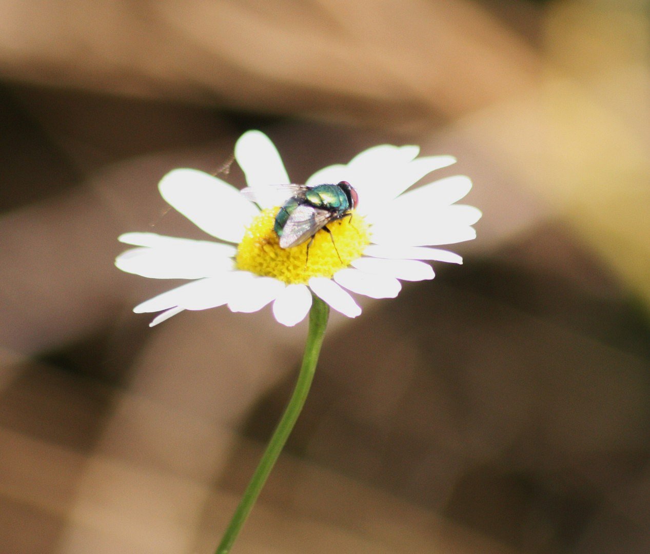 Schillernde Fliege