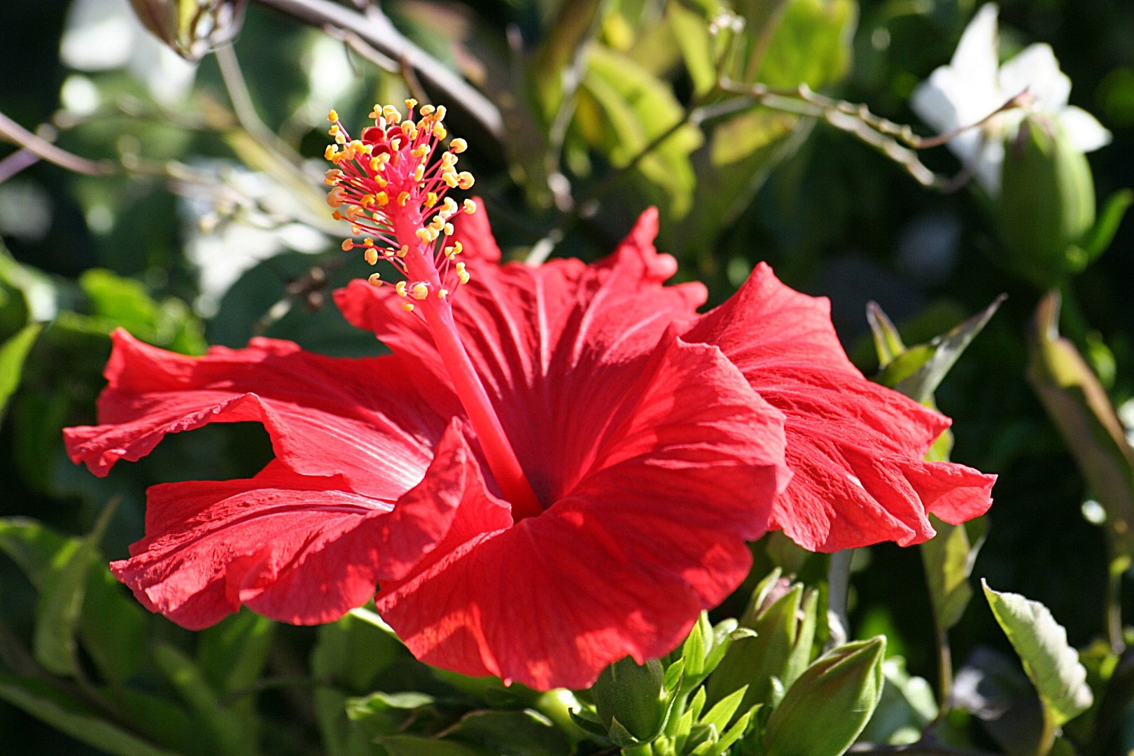 Hibiskus