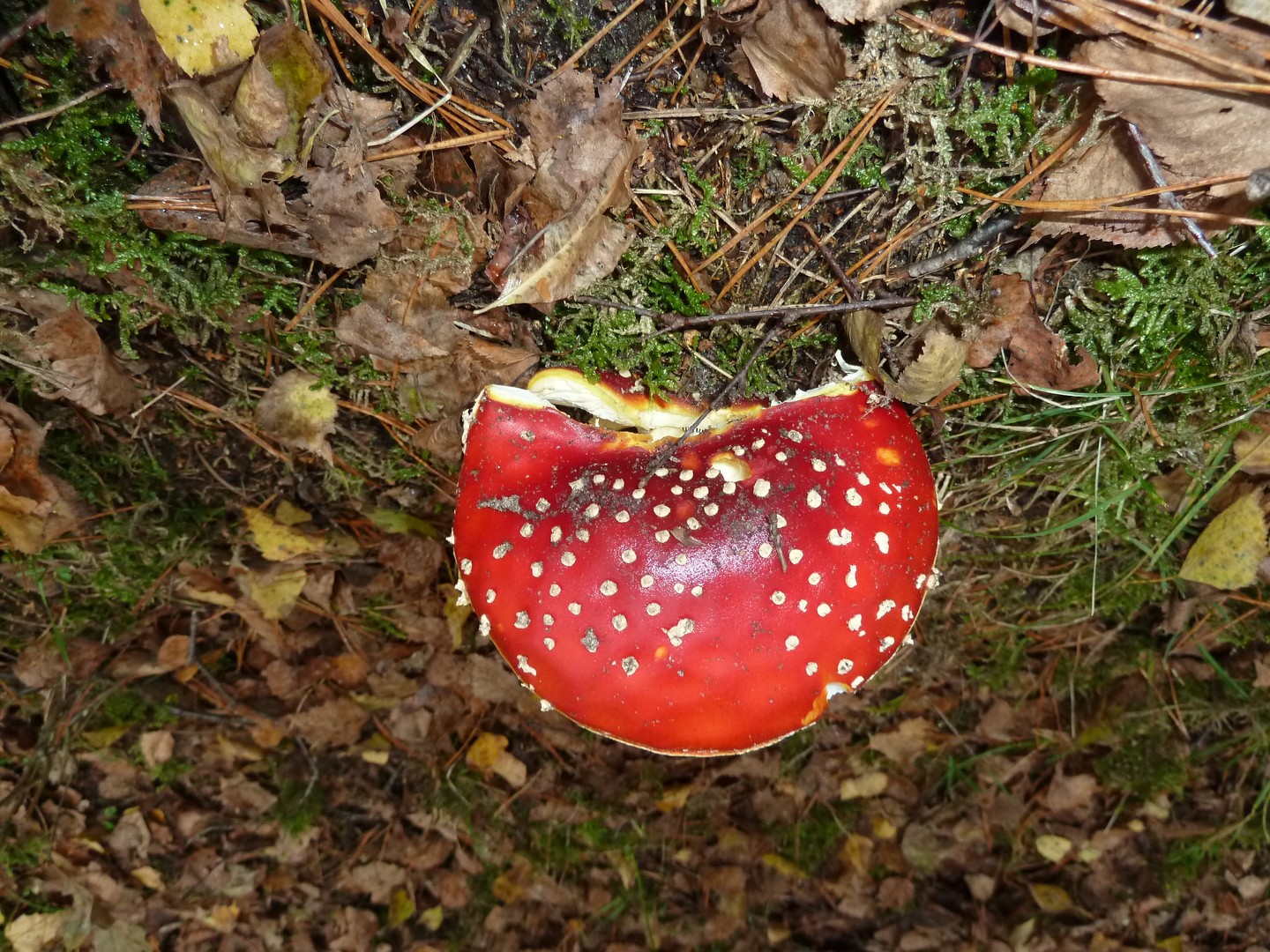 Fliegenpilz