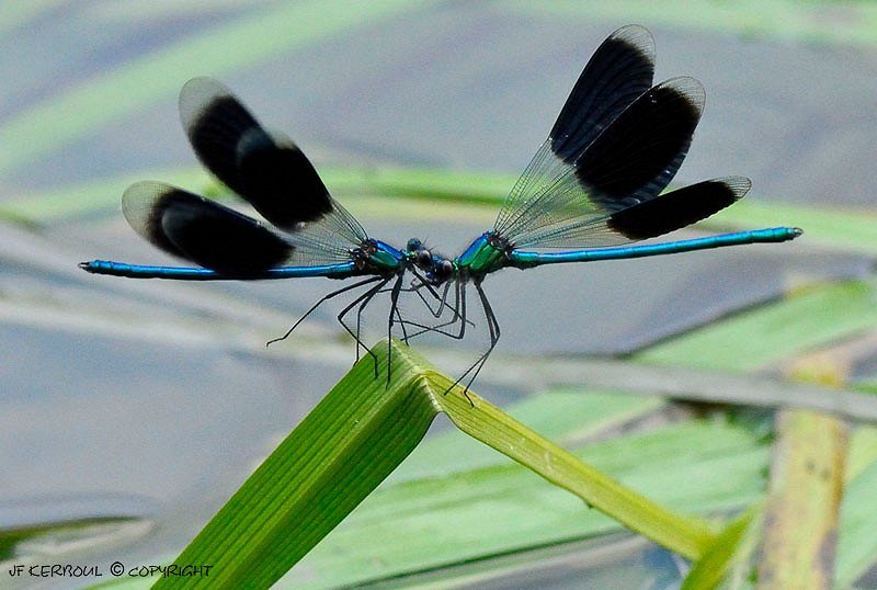 Confrontation ou ballet