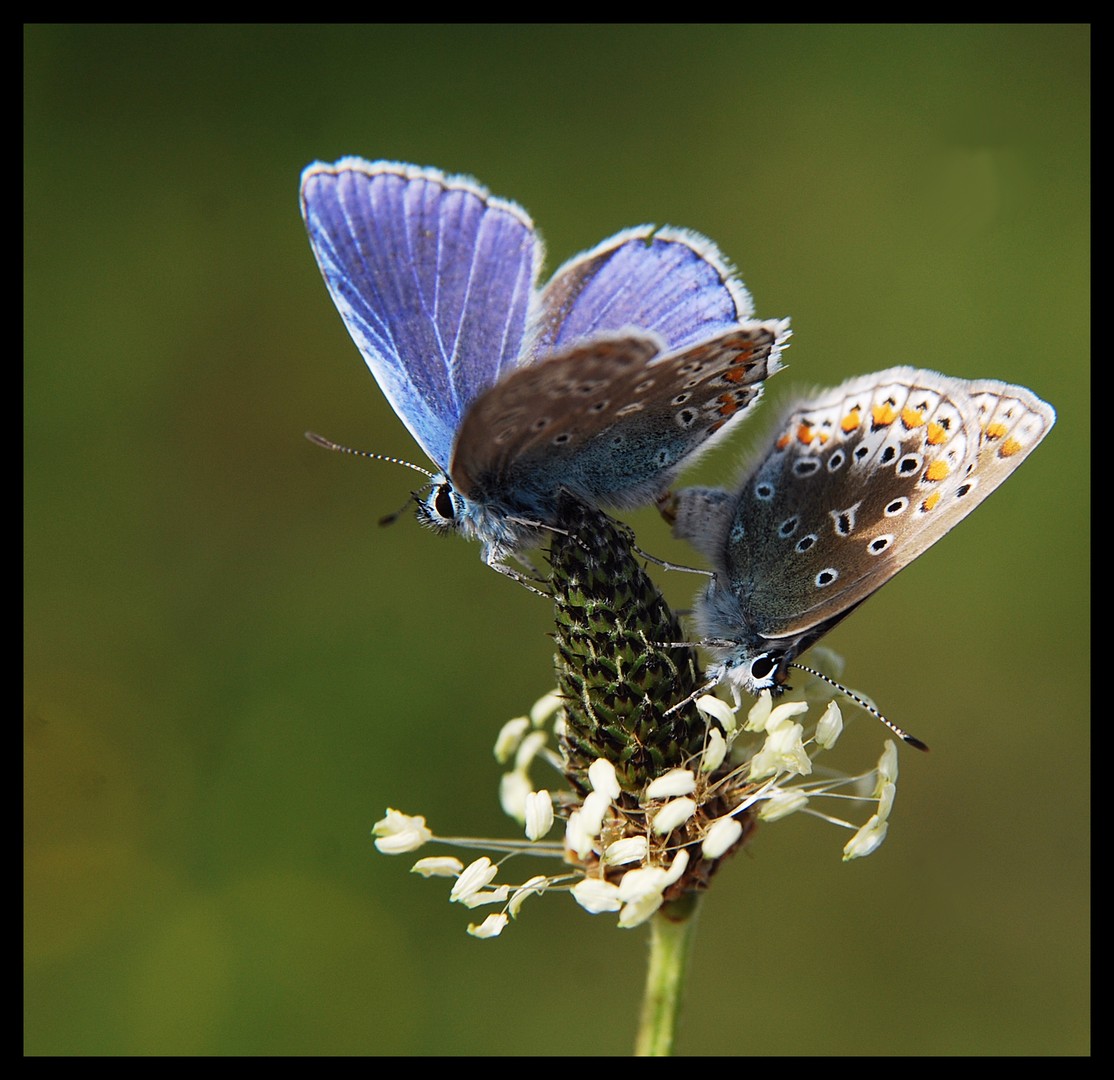 parende icarus blauwtjes