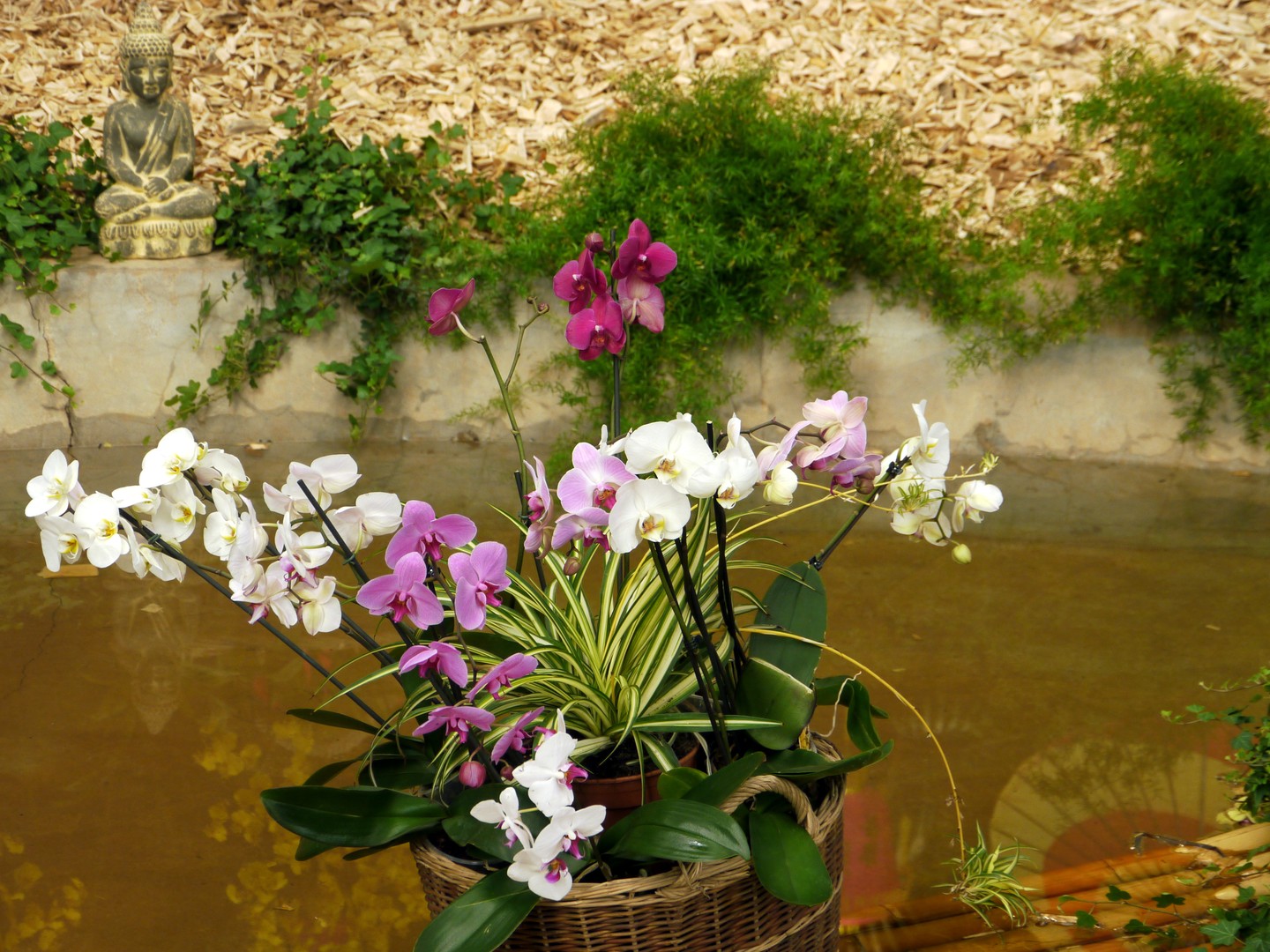 orchidées