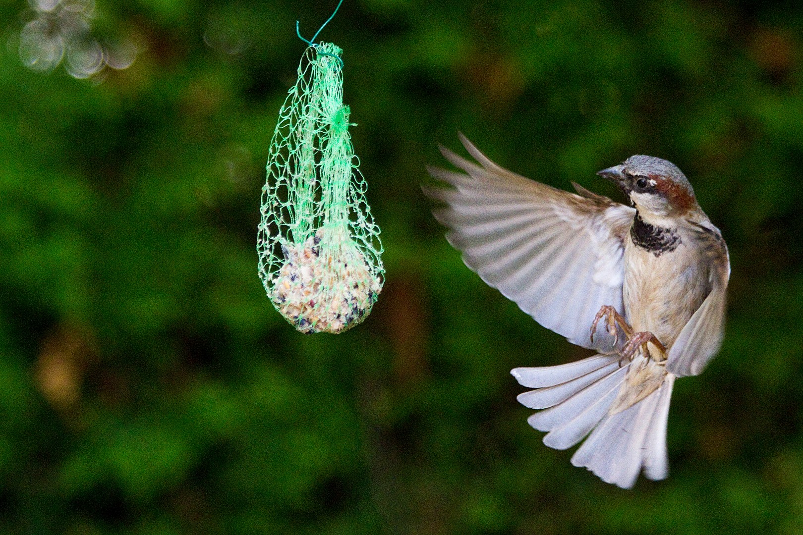 Flugbremse eingesetzt zum Futterknödel