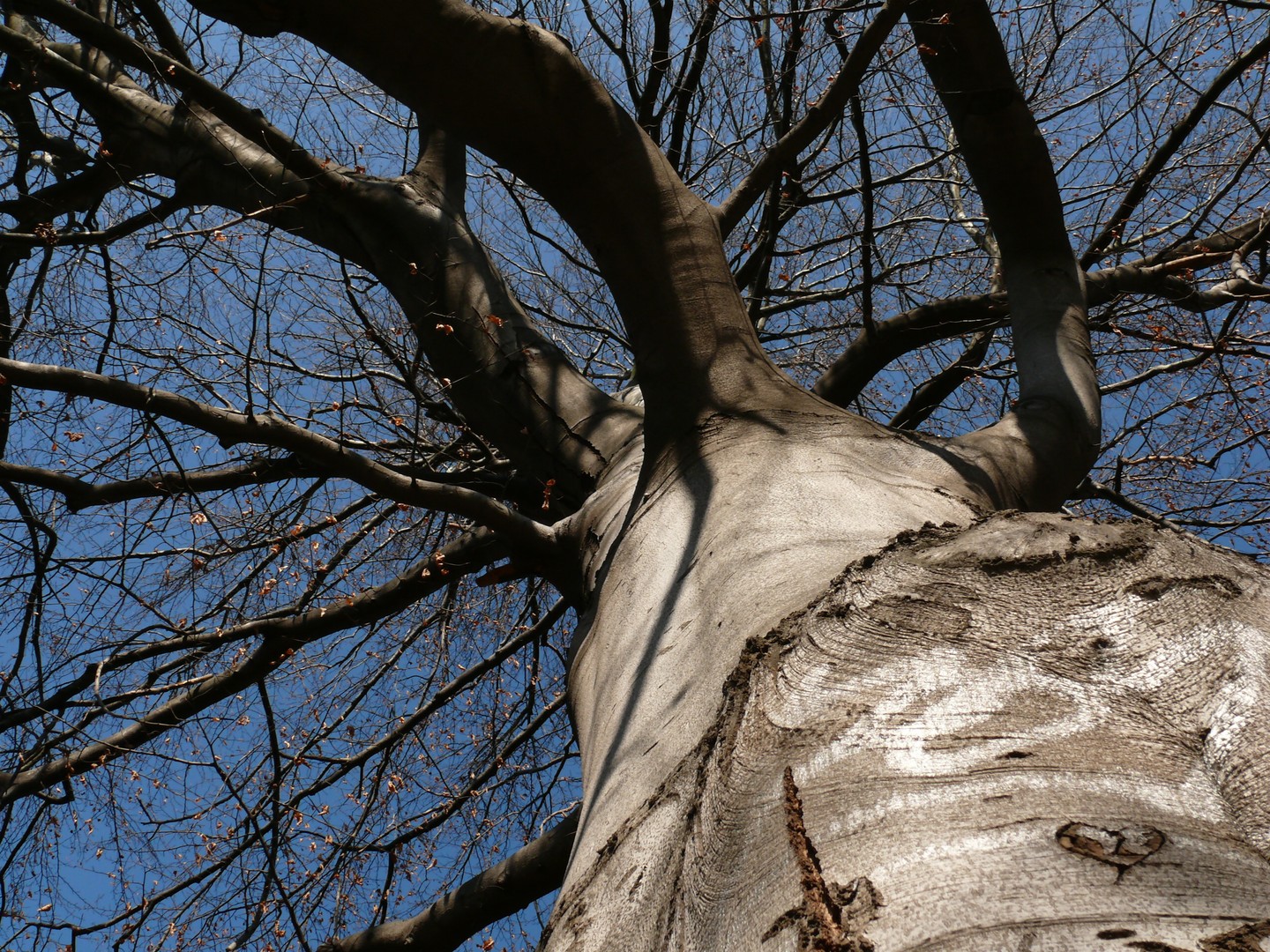 der baum 