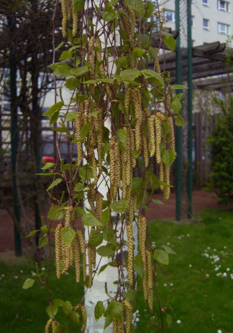 Der Frühling treibt